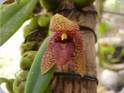 Bulb. disciflorum
